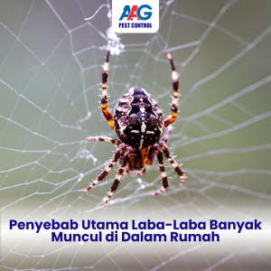 ilustrasi laba-laba